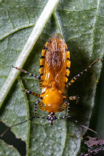 Orange Assassin Bug photo 6
