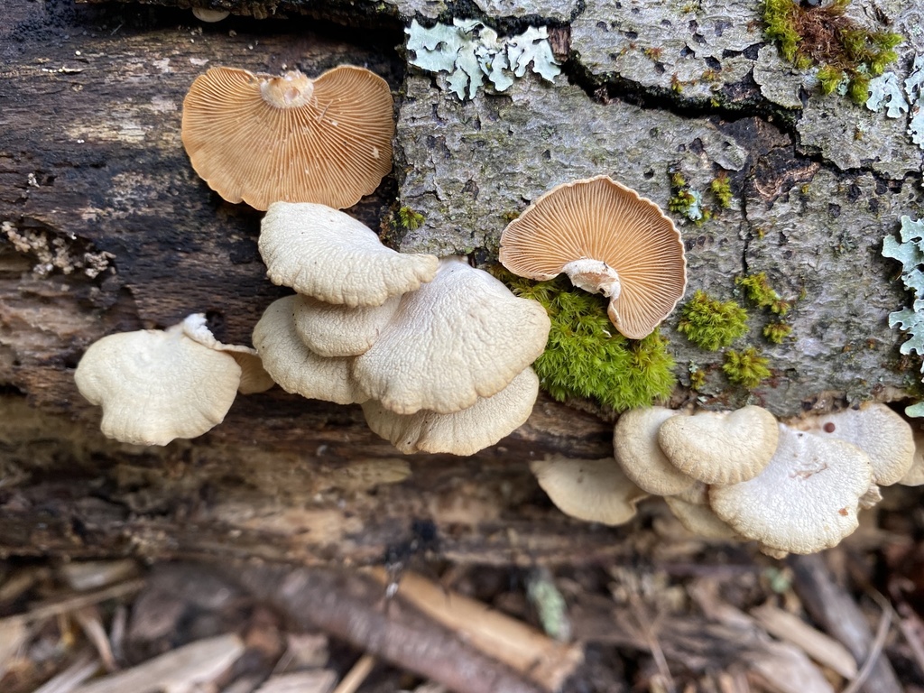 Oysterlings