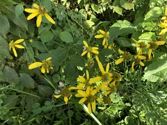 Rudbeckia laciniata