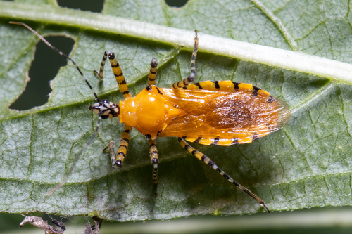 Orange Assassin Bug photo 5