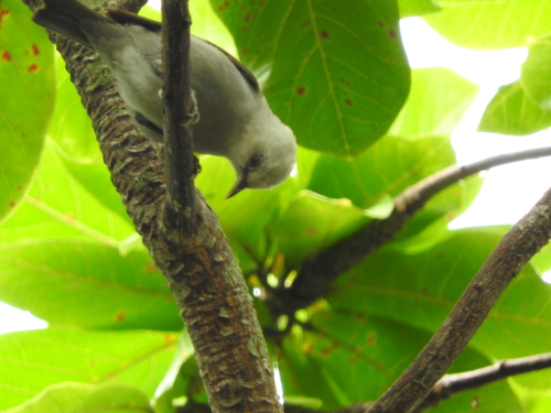 Principe Speirops (Zosterops leucophaeus), photo 4
