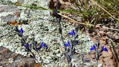 Salvia chamaedryoides
