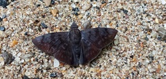Pellicia