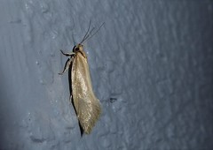 Tingena chloradelpha