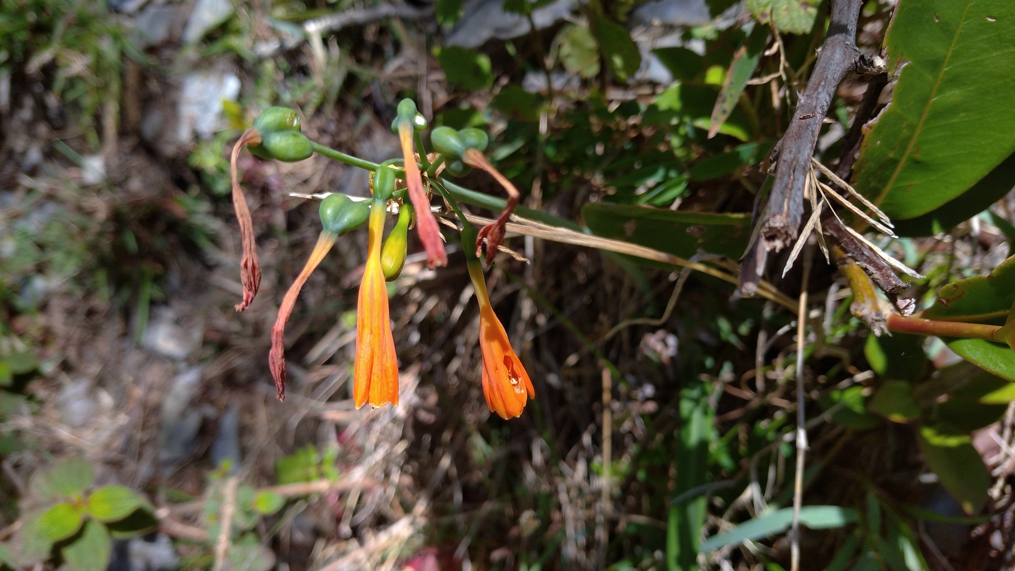 Amaryllidaceae image