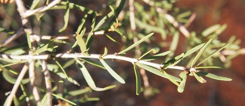 Acacia estrophiolata