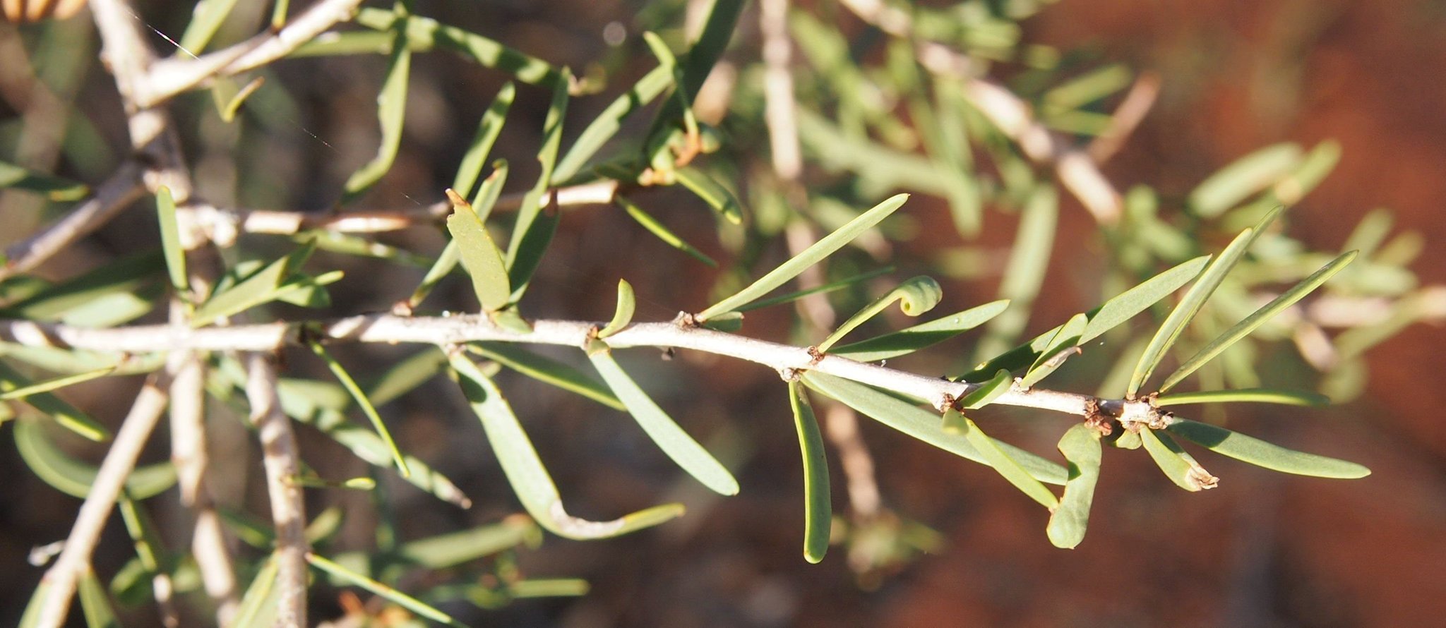 Acacia estrophiolata
