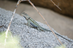 Sceloporus jarrovii