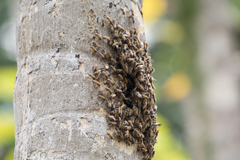 Apis mellifera
