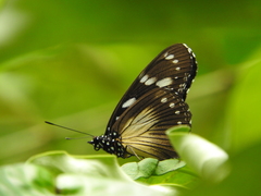 Hypolimnas anthedon anthedon