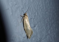 Tingena chloradelpha