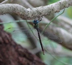 Triacanthagyna caribbea