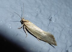 Tingena chloradelpha