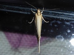 Tingena chloradelpha