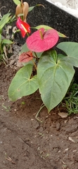 Anthurium andraeanum
