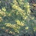 Acacia flexifolia - Photo (c) Melburnian, algunos derechos reservados (CC BY)