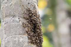 Apis mellifera