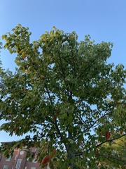 Colophospermum mopane