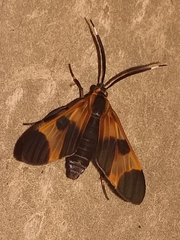 Dycladia emerita