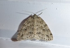 Pseudocoremia rudisata