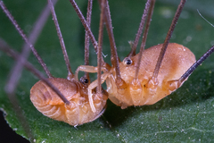 Leiobunum politum