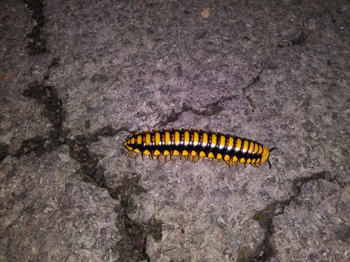 Colorful Cherry Millipede photo 2