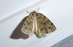 Pseudocoremia rudisata