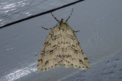 Pseudocoremia rudisata