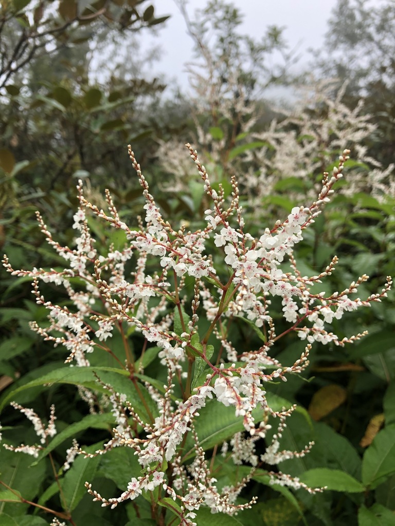 Himalayan knotweed