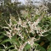 Himalayan Knotweed - Photo (c) Dee Shea Himes, some rights reserved (CC BY), uploaded by Dee Shea Himes