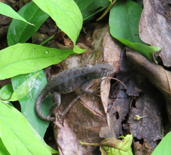 Sceloporus siniferus