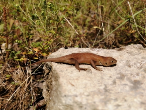 Plateau Bunchgrass Lizard