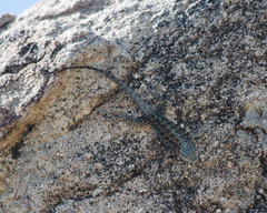 Sceloporus jarrovii