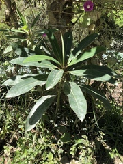 Euphorbia laurifolia image