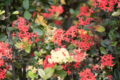 Ixora coccinea