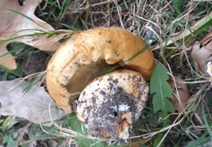 Calonarius olearioides