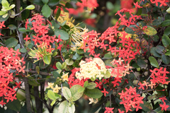 Ixora coccinea