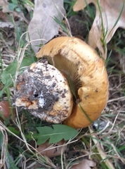 Calonarius olearioides