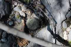 Rapicactus beguinii