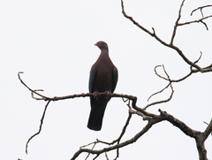Patagioenas flavirostris