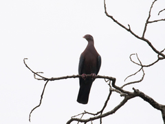 Patagioenas flavirostris
