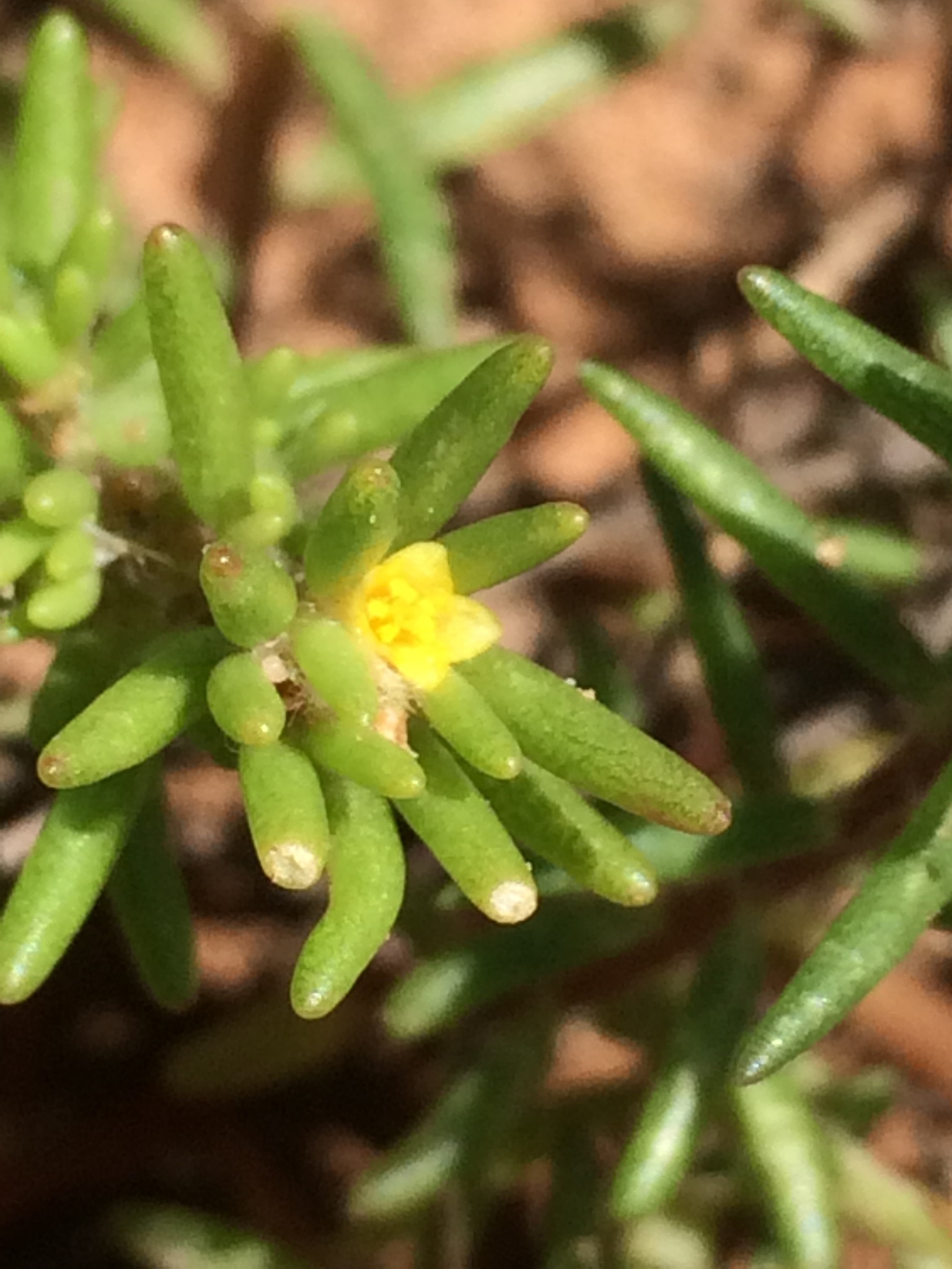 Portulaca halimoides