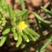 Portulaca halimoides - Photo (c) Nathan Taylor, μερικά δικαιώματα διατηρούνται (CC BY-NC), uploaded by Nathan Taylor