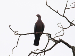 Patagioenas flavirostris
