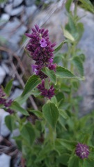 Agastache palmeri leonensis