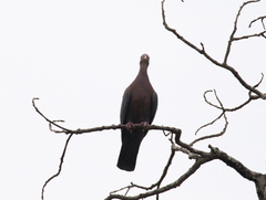 Patagioenas flavirostris