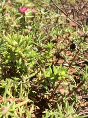 Portulaca halimoides