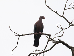 Patagioenas flavirostris