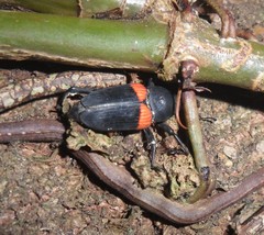 Cactophagus sanguinolentus
