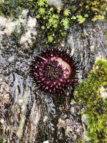 Jurinea auriculata, photograph 4